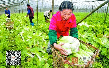 娃娃菜的种植技术【库百科农业网】