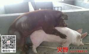 母猪配种技巧【库百科农业网】