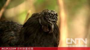 王宇黑鸡养殖年售千万[致富经黑鸡]【库百科农业网】