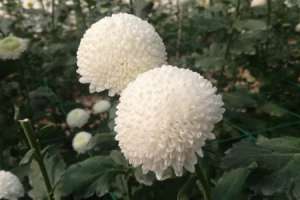 菊花像什么，菊花图片【库百科农业网】