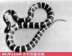 银环蛇的生活习性和银环蛇的形状特征【库百科农业网】