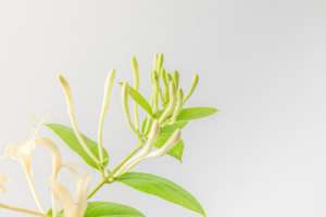 金银花与金莲花的区别【库百科农业网】