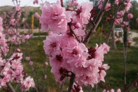新买的美人梅怎么养【库百科农业网】
