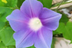 牵牛花的颜色是什么，什么时候开花【库百科农业网】