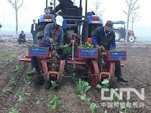 [农广天地]冬季大棚油菜种植技术【库百科农业网】