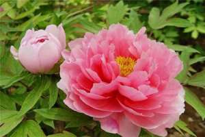 牡丹花香吗（附不同颜色品种花香的介绍）【库百科农业网】