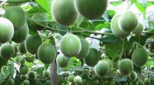 农村5个药材种植致富项目 你可以试一下！【库百科农业网】