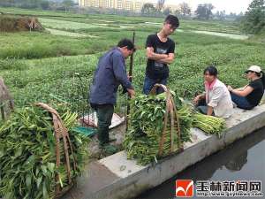 变身为大宗蔬菜经纪 王友军让博白蕹菜成功“远嫁”【库百科农业网】