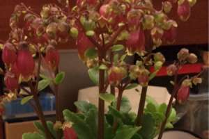 宫灯长寿花的花语和寓意，有什么传说故事【库百科农业网】