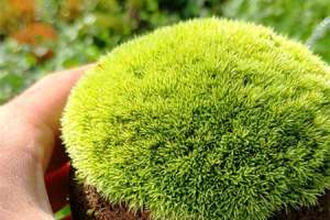 挖来的苔藓怎么养？这样成活率最高！【库百科农业网】