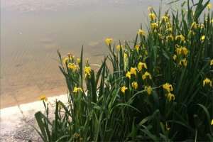 菖蒲花的花语和寓意，有什么传说故事【库百科农业网】