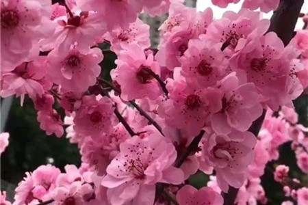 新买的美人梅怎么养【库百科农业网】