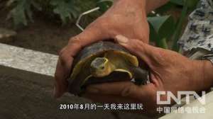 [致富经]张光宋养龟：养殖珍稀龟年售2000万【库百科农业网】