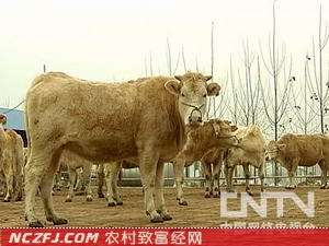 [农广天地]夏南牛养殖技术【库百科农业网】