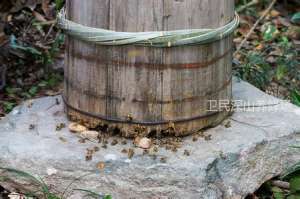 秦岭土蜜蜂养殖效益好甜蜜有前景[每日农经]【库百科农业网】