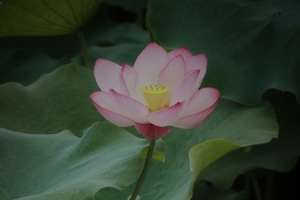 水养荷花怎么过冬，北方可以养荷花吗【库百科农业网】