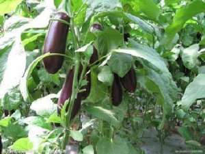 温室嫁接茄子种植技术【库百科农业网】