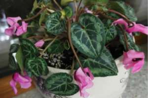 仙客来是多年生植物吗，是球根花卉吗【库百科农业网】