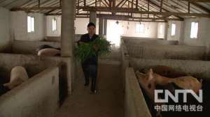 孙世超养猪致富：帮人代养卖猪法[致富经]【库百科农业网】