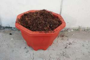 玛格丽特菊花怎么养【库百科农业网】