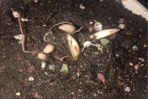 铃兰盆栽养殖技巧，如何繁殖【库百科农业网】