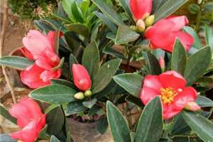 山茶花花语及代表意义，山茶花图片【库百科农业网】