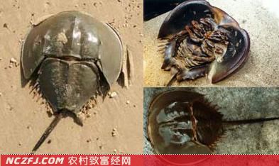 东方鲎的经济价值和生活习性【库百科农业网】