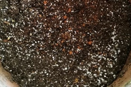 袖珍椰子怎么分株，什么时候分盆好【库百科农业网】