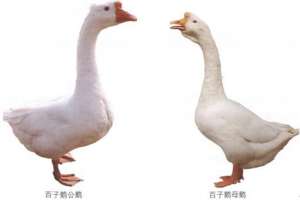 金乡百子鹅养殖技术　[农广天地]【库百科农业网】