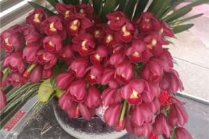 怎么让大花蕙兰开花，花期怎么养护【库百科农业网】