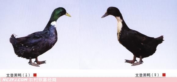 文登黑鸭【库百科农业网】