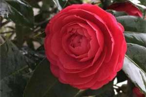 山茶花移栽要浇水吗，山茶花移栽多久能成活【库百科农业网】