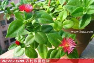 蔬菜新品种：花蔓草【库百科农业网】