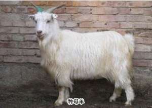 新疆南疆绒山羊【库百科农业网】
