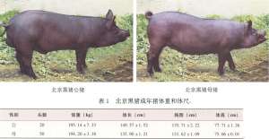北京黑猪【库百科农业网】