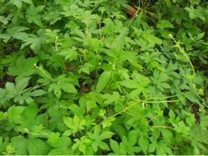 保健蔬菜绞股蓝【库百科农业网】