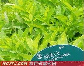 平卧菊三七　(蔬菜、药用兼用新品种)【库百科农业网】