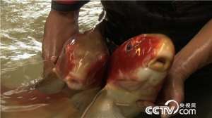 [致富经]谭健标：不养寻常鱼的养鱼高手【库百科农业网】