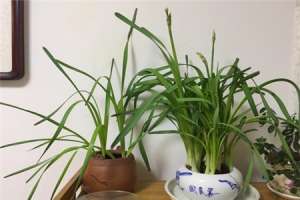 水仙花倒伏怎么办【库百科农业网】