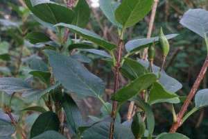 连翘移植株距行距是多少，老桩移植时间和技术【库百科农业网】