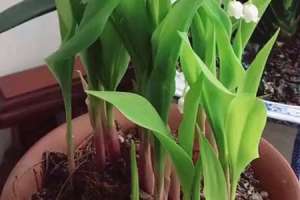 铃兰播种的步骤，播种时间在什么时候【库百科农业网】