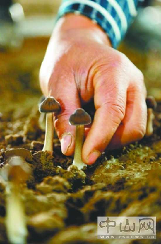 吴洪辉、吴兆辉成功培植黑皮鸡枞菌【库百科农业网】