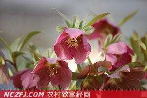 [农广天地]藏红花栽培技术【库百科农业网】