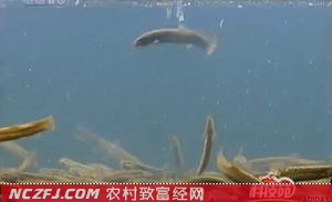 [科技苑]王水章无土养殖泥鳅效益高前景好【库百科农业网】