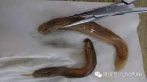 泥鳅常见病害的防治【库百科农业网】
