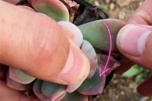 多肉叶片怎么出芽最快【库百科农业网】