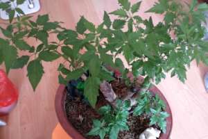 黄荆树桩怎么种【库百科农业网】
