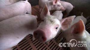 [致富经]高亚飞：大学老师辞职返乡养猪年售过亿【库百科农业网】