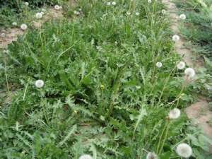 蒲公英种植技术要点【库百科农业网】
