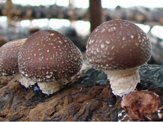 香菇种植利润分析：2017年种植香菇赚钱吗？【库百科农业网】